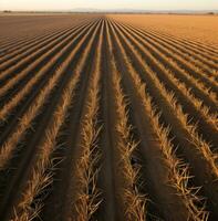 Antenne Aussicht von ein unfruchtbar Feld von Getreide, Welt Essen Tag Bilder foto