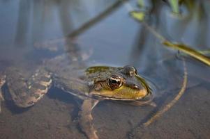 grüner Frosch am Flussufer steckte seinen Kopf aus dem Wasser foto