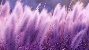 generativ ai, Pampa lila Lavendel Farbe Gras Ast mit Himmel. abstrakt natürlich Boho Hintergrund von Sanft Pflanzen, Cortaderia selloana foto