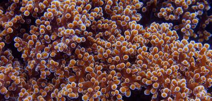 Koralle unter Wasser Meer unter Wasser Ökosystem foto