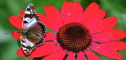 Schmetterling fliegend im das Blume Garten Schmetterling saugen Nektar von ein Blume. 3d Illustration. foto