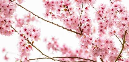 Kirsche Blüten hell farbig Hintergrund von Natur im Japan foto