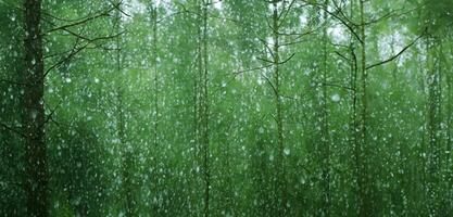 Regen im das Kiefer Wald schwer Nebel üppig Landschaft im das regnerisch Jahreszeit 3d Illustration foto