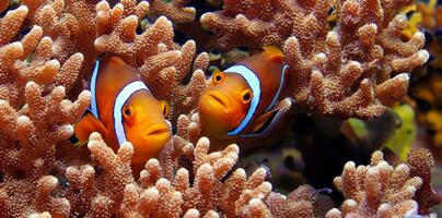 Clown Fisch und Koralle unter Wasser Anemone Fisch Leben im das Meer 3d Illustration foto
