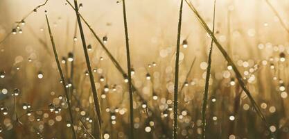 Tropfen von Tau auf das oben von das Gras Bokeh Wasser Tröpfchen Nebel 3d Illustration foto