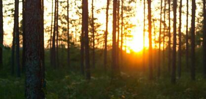 Sonnenuntergang im das Kiefer Wald das Abend Himmel ist Orange Wald im Sommer- 3d Illustration foto