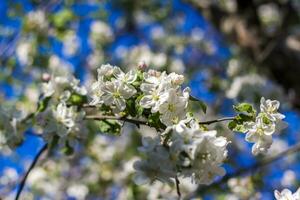 Apfel Bäume im blühen auf ein hell sonnig Tag, gegen ein hell Blau Himmel. natürlich Blumen- saisonal hintergrund.schön Blühen Apfel Obstgarten, Frühling Tag foto