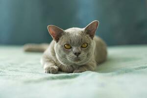 ein inländisch männlich birmanisch Katze, grau mit Gelb Augen, im ein Stadt Wohnung Gebäude. natürlich Lebensraum. foto