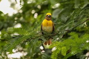 Vogel sitzt auf dem Baum foto