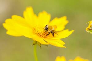 ein Biene auf ein Gelb Blume sammelt Nektar. Nahansicht auf ein verschwommen Hintergrund mit Kopieren von Raum, mit das natürlich Landschaft und Ökologie wie ein Hintergrund. Makro Fotografie foto