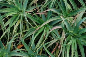 Grün Bündel von Aloe Baumpflege im Nahansicht beim ein Australien botanisch Garten. foto