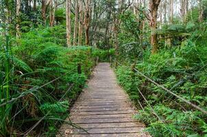 Gehweg hölzern Promenade im das immergrün Wald beim Sydney hundertjährig Park. foto