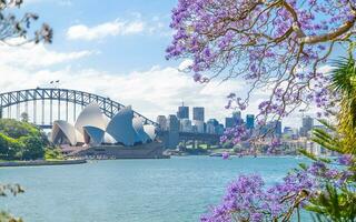 Sydney, Australien. auf November 02, 2017. das Aussicht von Oper Haus von königlich botanisch Garten mit Palisander Mimosifolia Blume im das Frühling Jahreszeit. foto