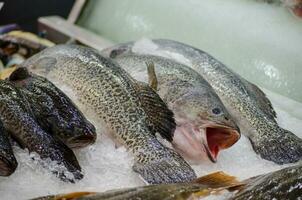 frisch Murray Kabeljau maccullochella peelii Fisch Einfrieren auf das Eis beim ein Fisch Markt, ist ein groß australisch räuberisch frisches Wasser Fisch von das Gattung maccullochella im das Familie percichthyidae. foto