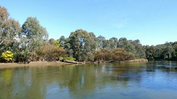 ein schön Grün Wald neben das Murray Fluss ist Australiens am längsten Fluss beim Albury, Neu Süd Wales. foto
