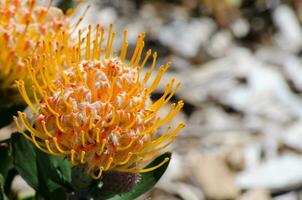 Blumen von Madeira Orange schnell wachsend Strauch mit ein Hügel bilden blühen im ein Frühling Jahreszeit beim ein botanisch Garten. foto