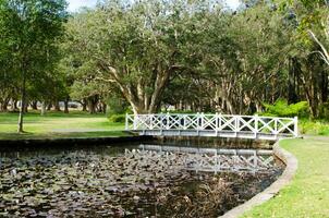 Weiß Gehweg Brücke Über das Lotus Teich mit Wald beim das Hintergrund beim australisch Parklandschaft. foto