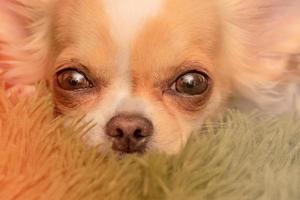 kleiner Chihuahua. Hund hautnah. Chihuahua-Hunde auf einer Decke. foto