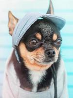 lustiger kleiner Hund. Chihuahua-Hundeporträt. ein Hund in einer Baseballmütze und einem Hoodie. foto