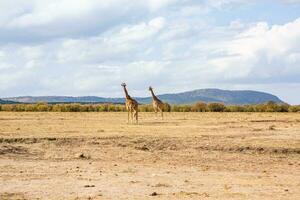 Safari durch das wild Welt von das Massai mara National Park im Kenia. Hier Sie können sehen Antilope, Zebra, Elefant, Löwen, Giraffen und viele andere afrikanisch Tiere. foto