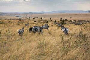 Safari durch das wild Welt von das Massai mara National Park im Kenia. Hier Sie können sehen Antilope, Zebra, Elefant, Löwen, Giraffen und viele andere afrikanisch Tiere. foto