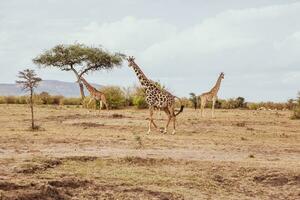 Safari durch das wild Welt von das Massai mara National Park im Kenia. Hier Sie können sehen Antilope, Zebra, Elefant, Löwen, Giraffen und viele andere afrikanisch Tiere. foto