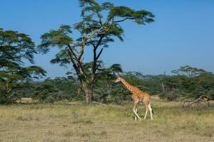 Safari durch das wild Welt von das Massai mara National Park im Kenia. Hier Sie können sehen Antilope, Zebra, Elefant, Löwen, Giraffen und viele andere afrikanisch Tiere. foto