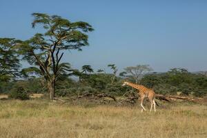 Safari durch das wild Welt von das Massai mara National Park im Kenia. Hier Sie können sehen Antilope, Zebra, Elefant, Löwen, Giraffen und viele andere afrikanisch Tiere. foto