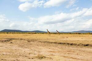 Safari durch das wild Welt von das Massai mara National Park im Kenia. Hier Sie können sehen Antilope, Zebra, Elefant, Löwen, Giraffen und viele andere afrikanisch Tiere. foto