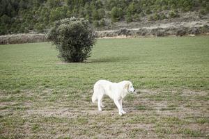 Goldener Hund im Feld foto