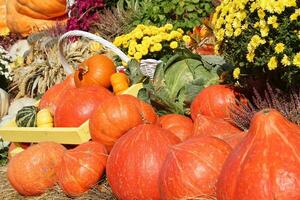 Bunte Bio-Kürbisse und Kürbisse auf der Landwirtschaftsmesse. Ernten des Herbstzeitkonzepts. Garten Herbst natürliche Pflanze. Thanksgiving-Halloween-Dekor. festlicher bauernhof ländlicher hintergrund. vegetarisches Essen foto