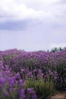 Lavendelfeld im Sonnenlicht, Provence, Hochebene Valensole. schönes Bild von Lavendelfeld. Lavendelblütenfeld, Bild für natürlichen Hintergrund. Sehr schöne Aussicht auf die Lavendelfelder.