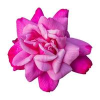 Nahaufnahme einer schönen rosa Rose Blume auf weißem Hintergrund. foto