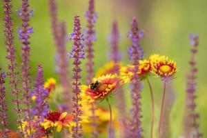 sanft gezeichnete Blumenwiese mit gelben Astern und blühendem Salbei und Hummel foto