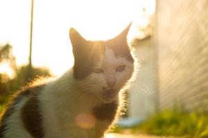 seltsame Katze mit offenem Maul in der Sonne hautnah foto
