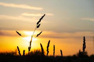 schöne sommerliche sonnenaufgangssonne, warme sommerstimmung foto