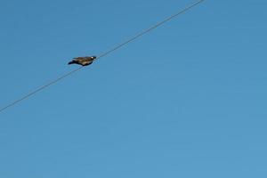 Taube auf einem Draht gegen den Himmel mit Kopierraum foto