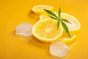 Zitronenspalten mit Eiswürfeln und Marihuanaknospen auf gelbem Grund, Zitronenhanf, nach Zitrus duftendes Cannabis