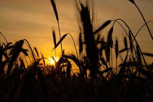 Ährchen aus Weizennahaufnahme in den Strahlen der gelben warmen Sonne bei Sonnenaufgang, Morgendämmerung über einem Weizenfeld auf dem Lande