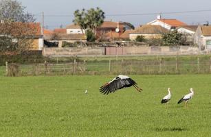 Störche fliegen in Aveiro, Portugal foto