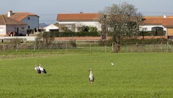 Störche auf der Wiese in Aveiro, Portugal foto