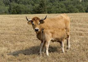 mirandesa rasse kuh in portugal foto