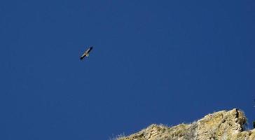 sehr alte Bienenstöcke hängen am Berg, Provinz Soria, Castilla y Leon, Spanien foto