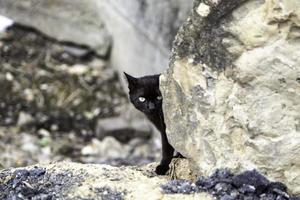 schwarze Katze versteckt sich auf der Straße foto