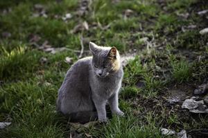 graue Katze auf der Straße foto