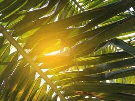 schön Kokosnuss Blatt und Sonnenlicht foto