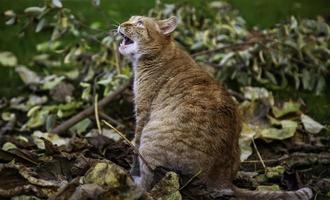 wütende getigerte Katze foto