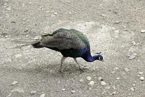 Pfau im Park foto