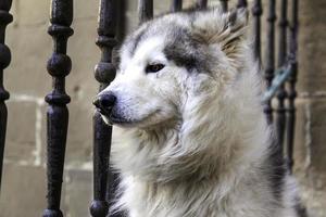 Husky auf der Straße gefesselt foto