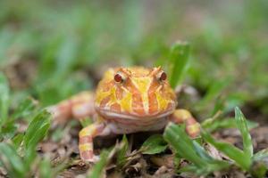 Nahaufnahme argentinischer gehörnter Frosch auf dem Boden foto